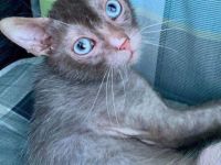 Oscar sucht liebevolles Zuhause!