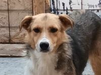 Naomi, ruhige und soziale Hündin