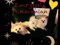 Pomeranian Zwergspitz Welpe!!!