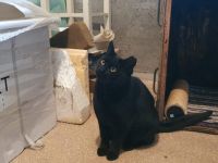 Einzelprinzessin Muria sucht ihre Familie