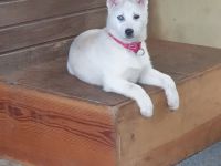 Zuckersüß reinrassige Siberian Husky Hündin