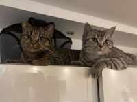 Unsere zwei süße Katzen Mädchen suchen ein liebevolles Zuhause