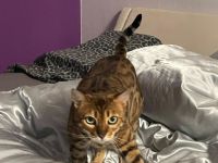 Bengal Pärchen abzugeben