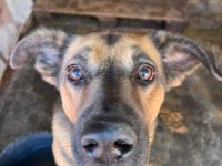 Darf ich vorstellen, Wesley! Adopt! Don´t shop.