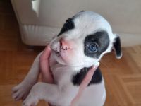 Sportliche Shorty bull - Franz . Bulldoggen