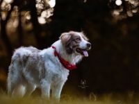 Rey sucht dringend ein neues Zuhause