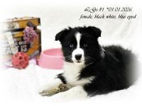 Australian Shepherd Welpen suchen ihr perfect match!