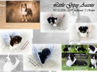 Australian Sheperd Welpen suchen ihr perfect match!