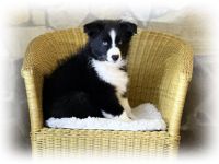 Australian Shepherd Welpen suchen ihr perfect match!