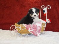 Aktuell suchen noch 2 Musketiere, Porthos & Aramis, das perfect match