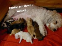 Reinrassige Havaneser Welpen