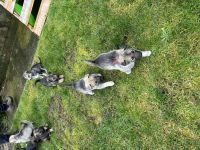 Ein rüde und drei Weibchen suchen noch ein Zuhause