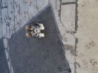 Wunderschöne Mischlinge