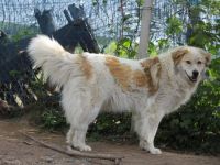 Zurückhaltende Pinia sucht geduldiges und ruhiges Zuhause