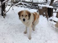 Zurückhaltende Pinia sucht geduldiges und ruhiges Zuhause