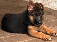 Schäferhund Welpen