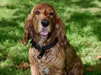 Cocker Emil sucht ein liebevolles Zuhause