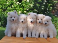 samojede puppy