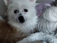 Noch 1 Chinesische Crested PP Welpen Mädchen zuverk.