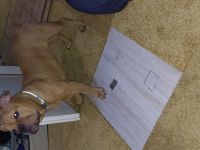 Old english bulldog welpen