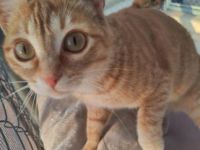 Meli, FIV positiv
