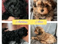 Bolonka Zwetna Welpen – Reinrassig mit Ahnentafel