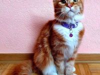 Maine-Coon-Katze Weibchen