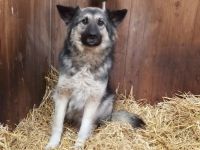 Timo wünscht sich ein ruhiges Heim