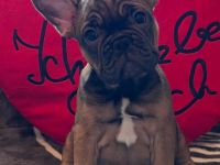 Französische Bulldoggen Welpen