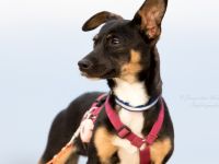 Gopi - NUR ALS PATENHUND