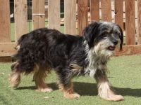 Guna - NUR ALS PATENHUND