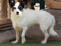 Gladys - NUR ALS PATENHUND
