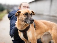 Wer schenkt Kanja ein liebevolles Zuhause?