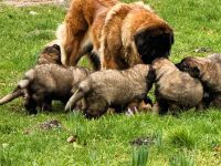 Leonberger Welpen aus bester Abstammuing Löwengelb mit schwarzer Maske -