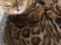 Junger Bengalkater abzugeben