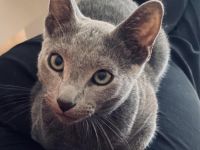 Deckkater Russisch Blau