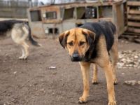 Schenks du Faro ein Zuhause?
