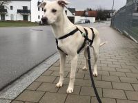 Dringend liebevolle Pflegestelle/Adoptanten gesucht!