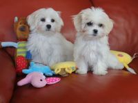 Kyi-Leo Welpen "vom Elfenwald" mit Körzucht Ahnentafeln