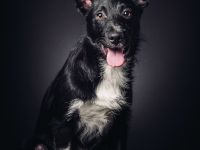 Magnus, süßer, netter, unsicherer Junghund, 50 cm groß, kastriert, 1 Jahr, sucht erfahrenes Zuhause