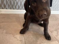 Labrador Retriever Welpen