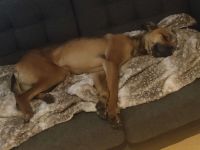 Schmusebacke sucht ein Zuhause