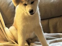 *Aktualisiert* 1 Akita Inu Welpe, reinrassig, rot