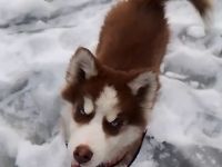 Sibirien Husky