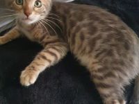 Reinrassige Bengal Kitten mit Stammbaum
