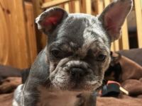 Französische bulldoggen