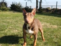 Deckrüde Miniatur Bullterrier / Miniature Bull Terrier Schoko
