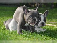 Französische bulldogge welpen mit Ahnentafel