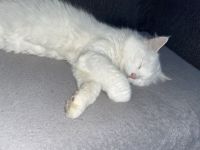 Türkische angora abzugeben