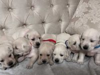 Reinrassige Labradorwelpen